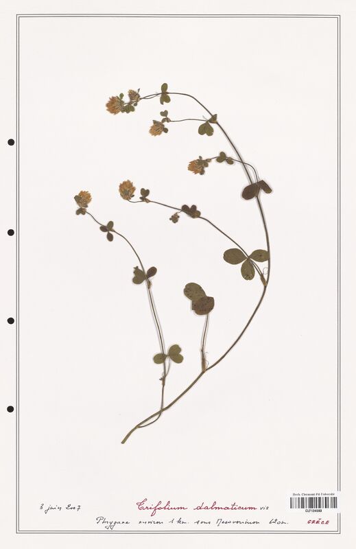 Trifolium dalmaticum  (Fabaceae)