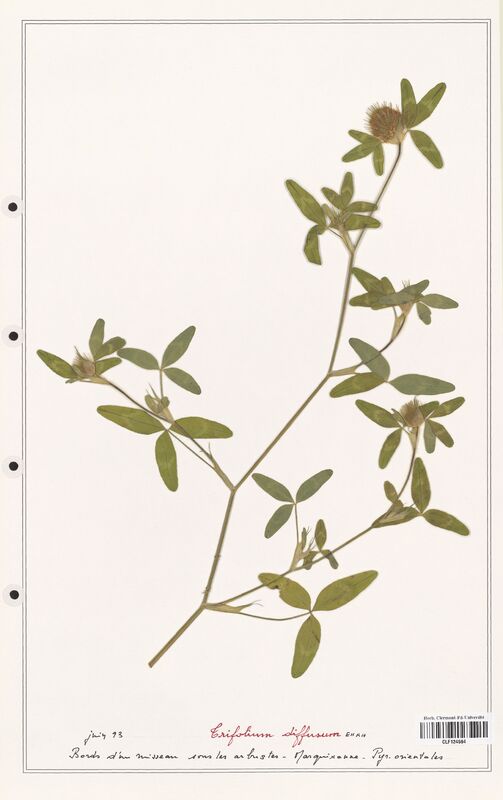 Trifolium diffusum  (Fabaceae)