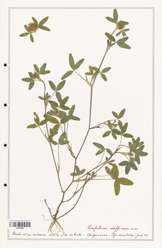 Trifolium diffusum  (Fabaceae)