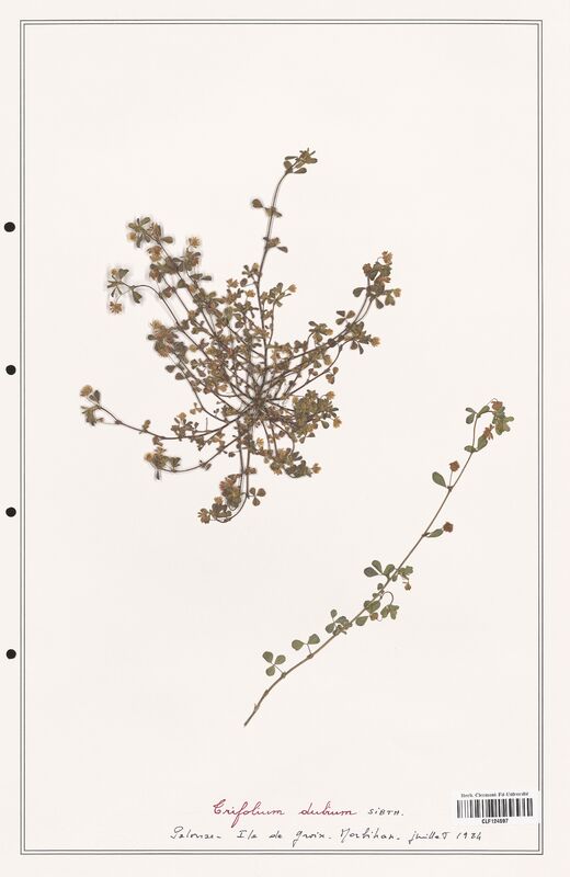 Trifolium dubium  (Fabaceae)