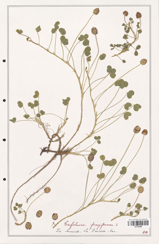 Trifolium fragiferum  (Fabaceae)