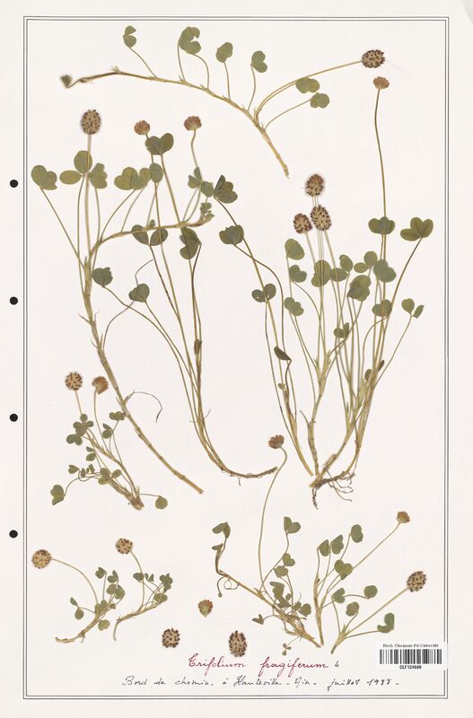 Trifolium fragiferum  (Fabaceae)