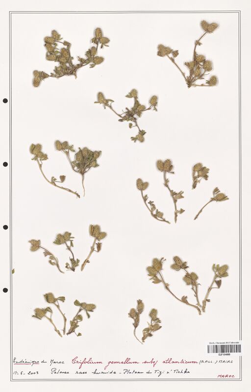 Trifolium gemellum  (Fabaceae)
