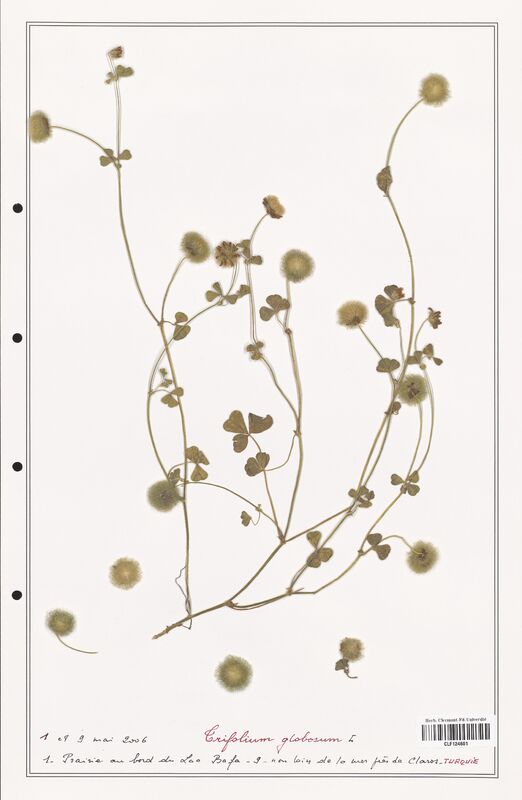 Trifolium globosum  (Fabaceae)