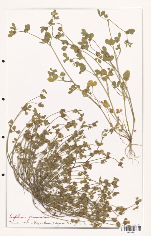 Trifolium glomeratum  (Fabaceae)