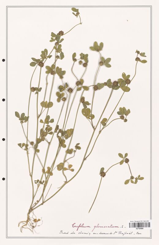 Trifolium glomeratum  (Fabaceae)