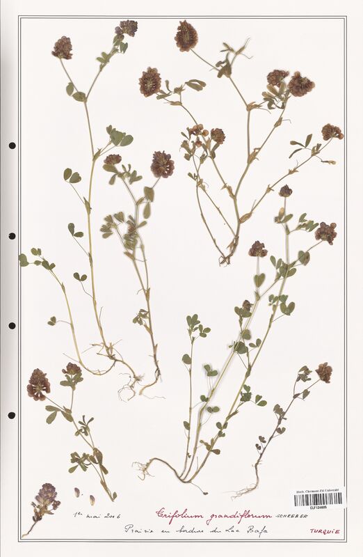 Trifolium grandiflorum  (Fabaceae)