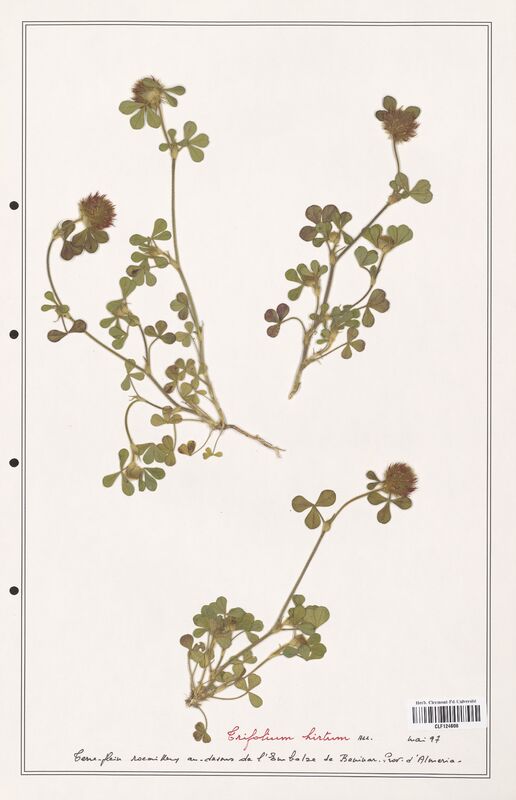 Trifolium hirtum  (Fabaceae)