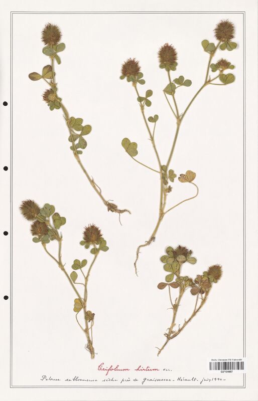 Trifolium hirtum  (Fabaceae)