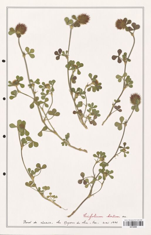 Trifolium hirtum  (Fabaceae)