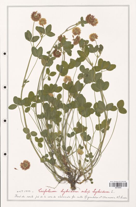 Trifolium hybridum  (Fabaceae)