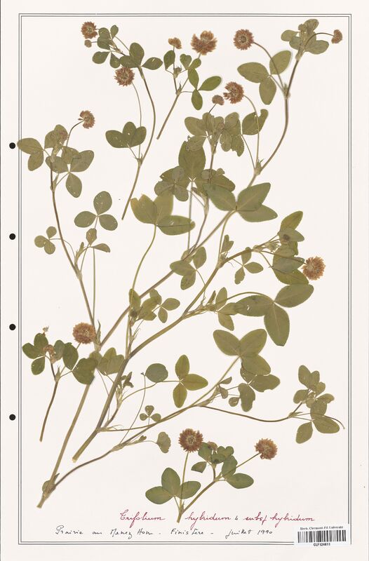 Trifolium hybridum  (Fabaceae)