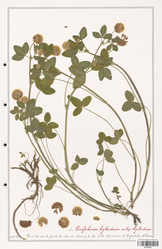 Trifolium hybridum  (Fabaceae)