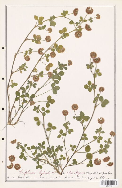 Trifolium hybridum  (Fabaceae)