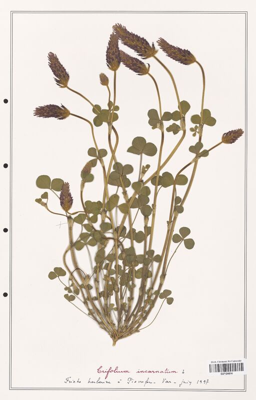 Trifolium incarnatum  (Fabaceae)