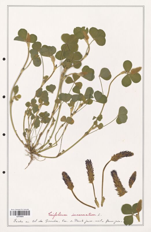 Trifolium incarnatum  (Fabaceae)