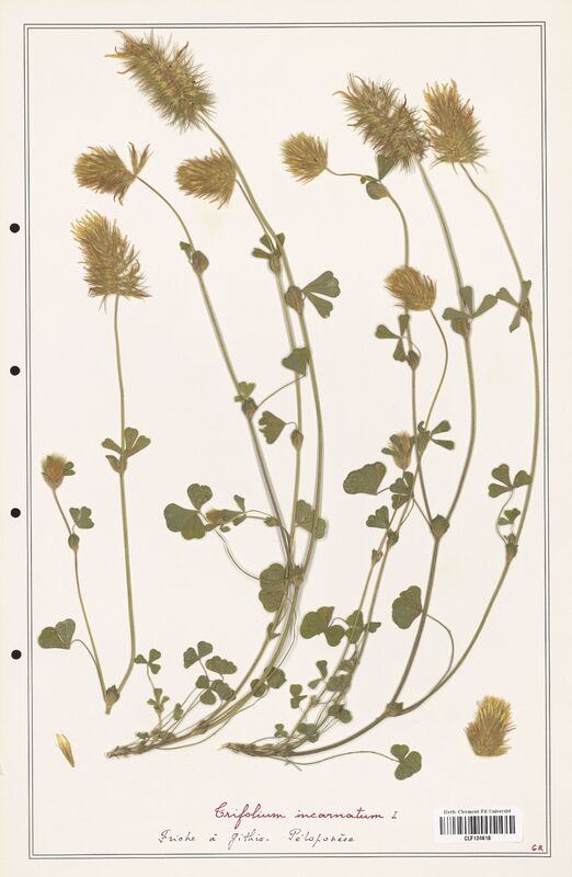 Trifolium incarnatum  (Fabaceae)