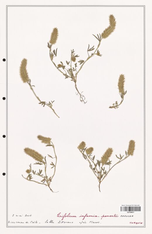 Trifolium infamia_ponertii  (Fabaceae)
