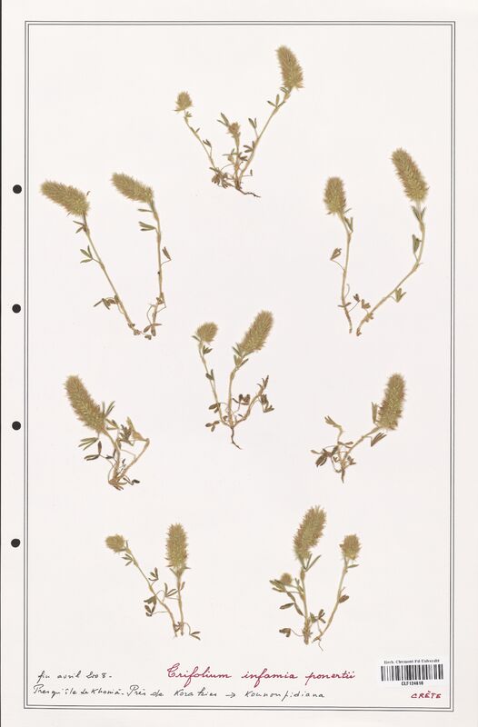 Trifolium infamia_ponertii  (Fabaceae)
