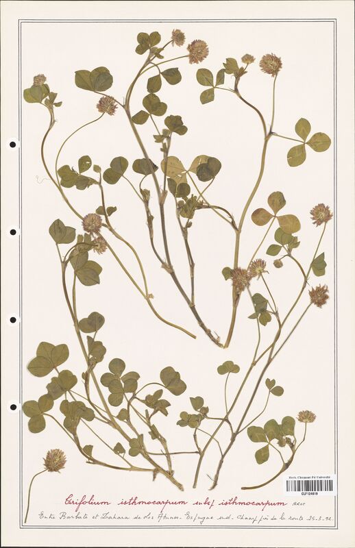 Trifolium isthmocarpum  (Fabaceae)