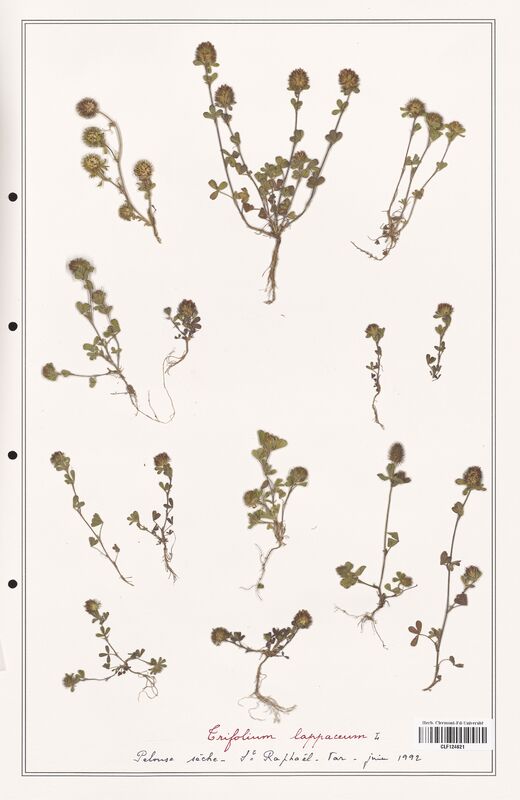 Trifolium lappaceum  (Fabaceae)