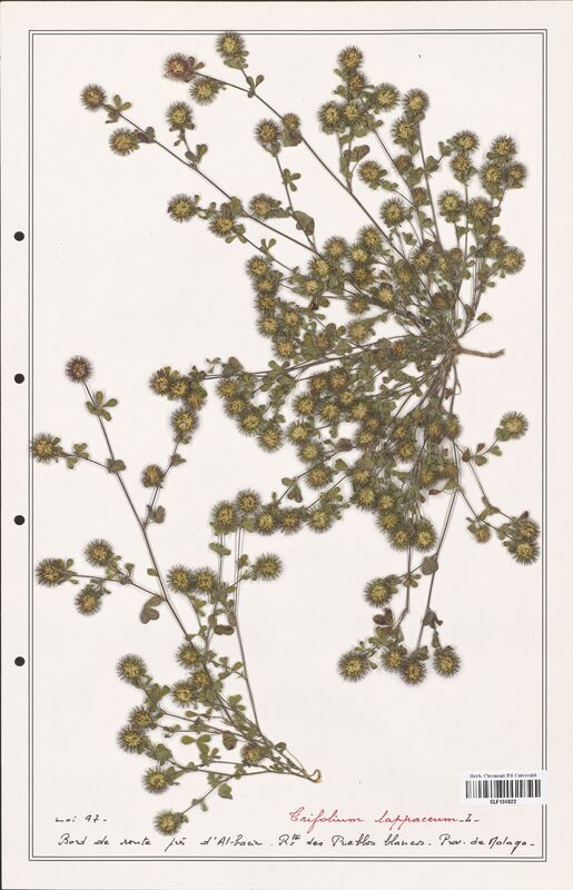 Trifolium lappaceum  (Fabaceae)