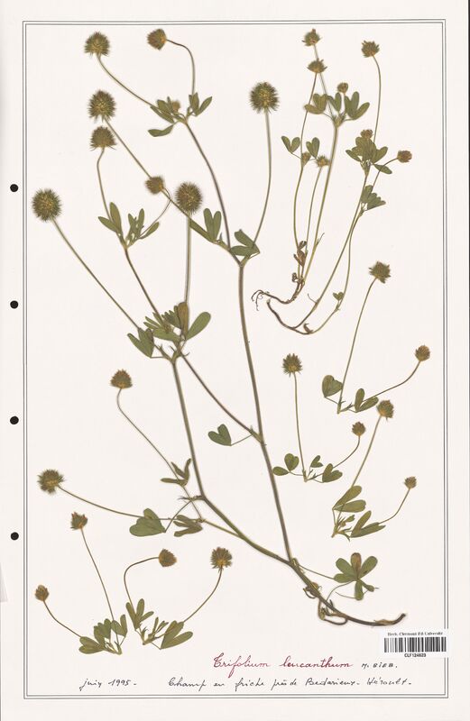 Trifolium leucanthum  (Fabaceae)