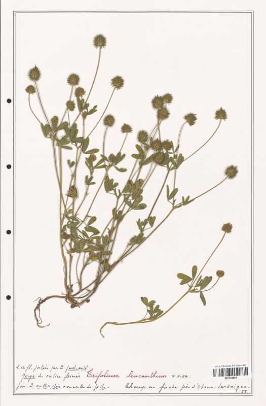 Trifolium leucanthum  (Fabaceae)