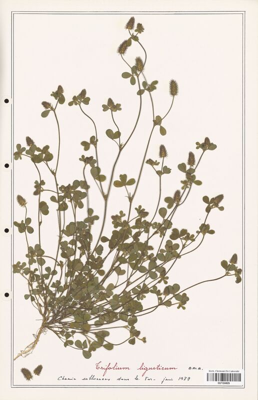 Trifolium ligusticum  (Fabaceae)