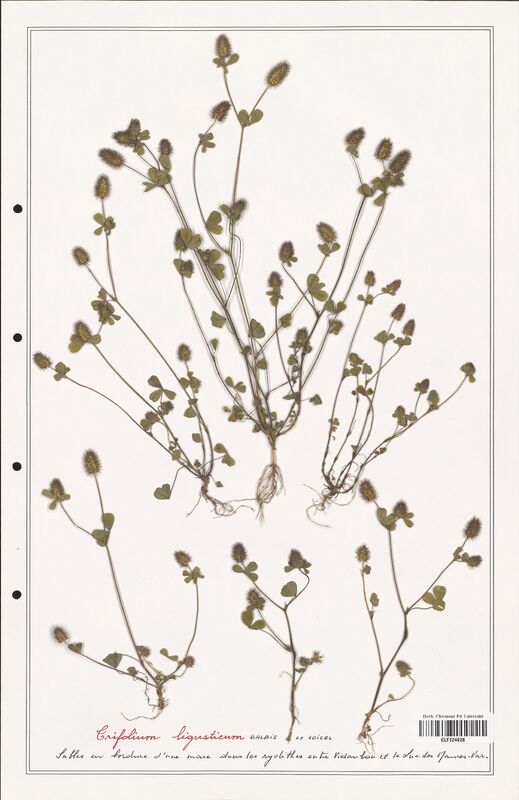 Trifolium ligusticum  (Fabaceae)