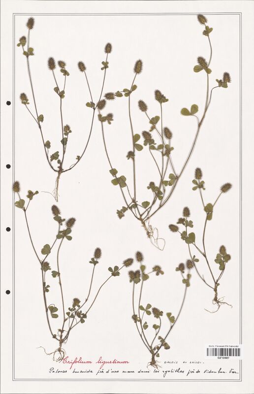 Trifolium ligusticum  (Fabaceae)