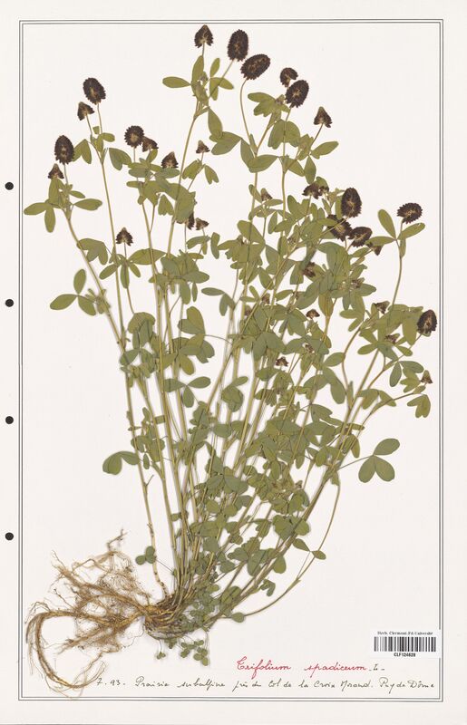 Trifolium spadiceum  (Fabaceae)