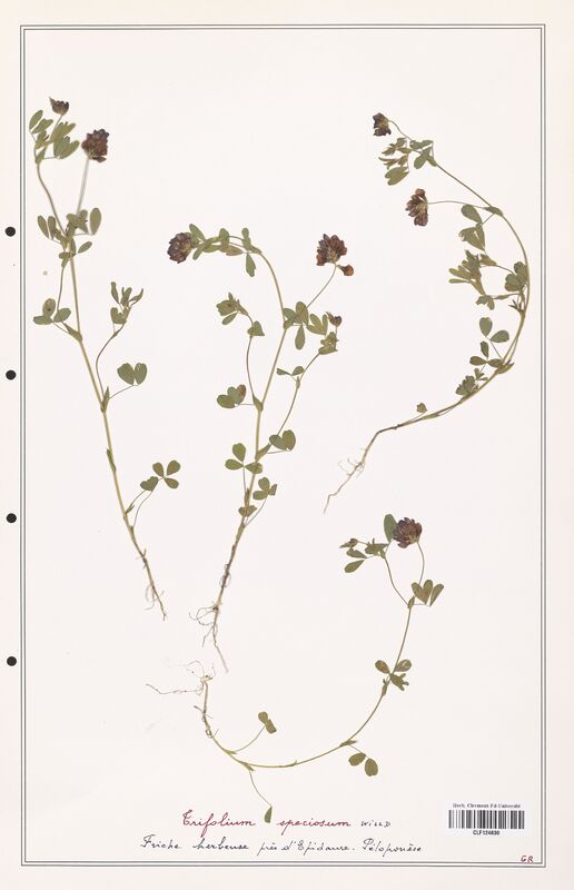 Trifolium speciosum  (Fabaceae)