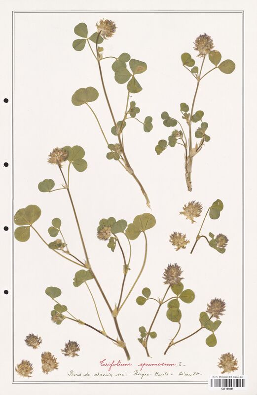 Trifolium spumosum  (Fabaceae)