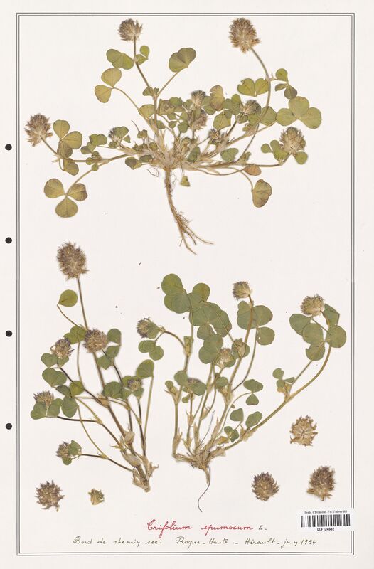 Trifolium spumosum  (Fabaceae)