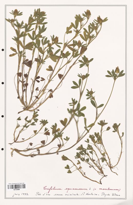 Trifolium spumosum  (Fabaceae)