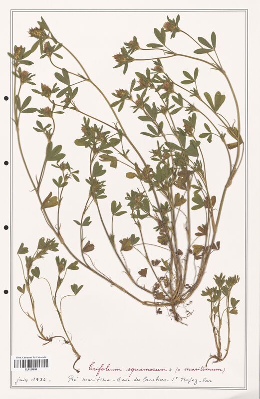 Trifolium squamosum  (Fabaceae)