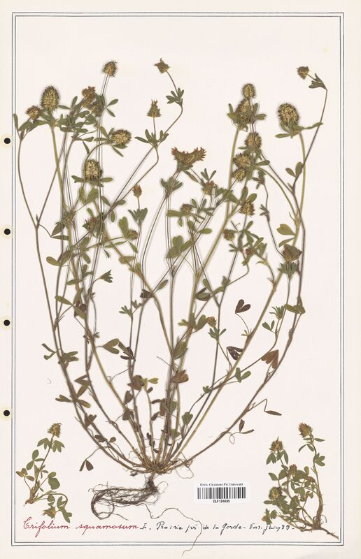 Trifolium squamosum  (Fabaceae)