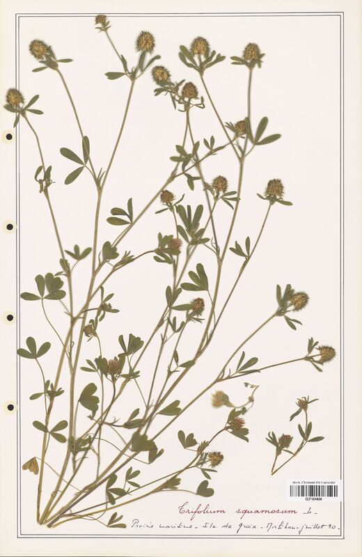 Trifolium squamosum  (Fabaceae)