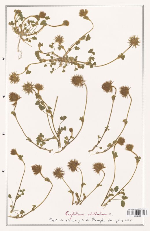 Trifolium stellatum  (Fabaceae)