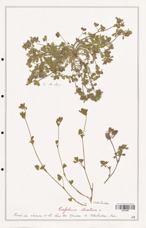 Trifolium striatum  (Fabaceae)