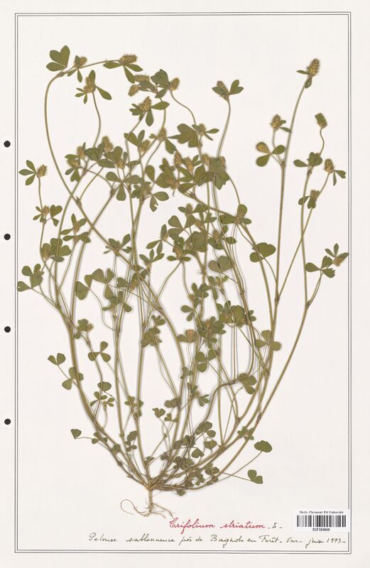 Trifolium striatum  (Fabaceae)