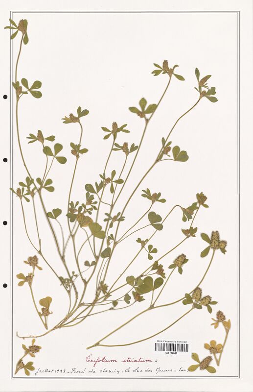 Trifolium striatum  (Fabaceae)