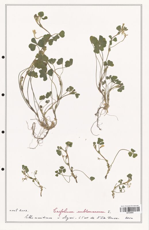 Trifolium subterraneum  (Fabaceae)