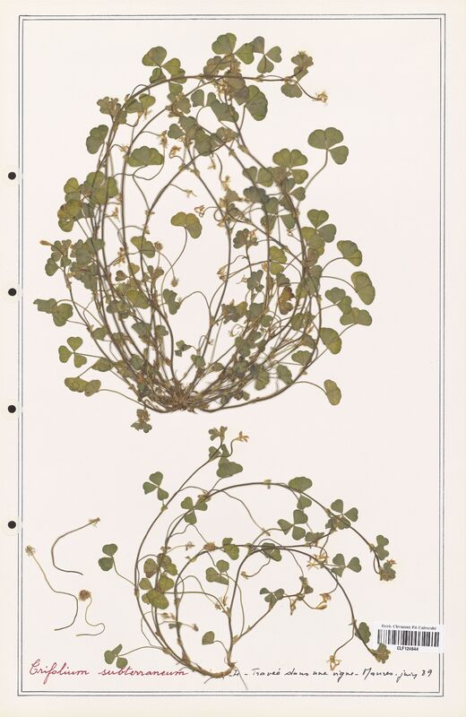 Trifolium subterraneum  (Fabaceae)