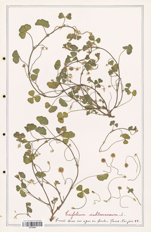 Trifolium subterraneum  (Fabaceae)