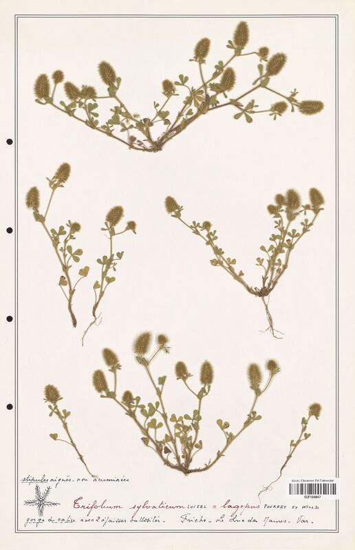 Trifolium sylvaticum  (Fabaceae)