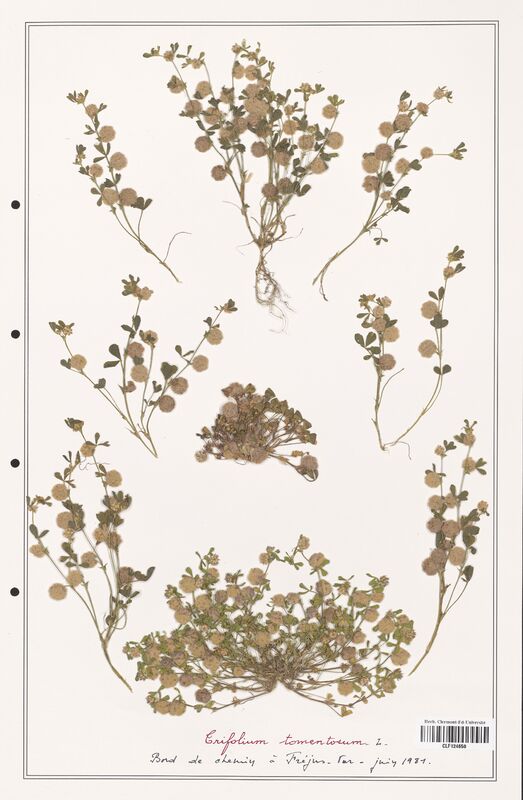 Trifolium tomentosum  (Fabaceae)