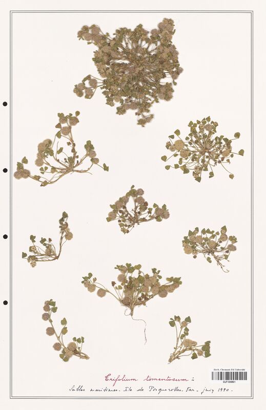 Trifolium tomentosum  (Fabaceae)