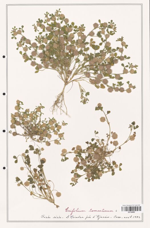 Trifolium tomentosum  (Fabaceae)